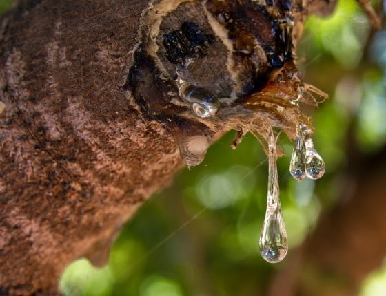 view of Chios Mastic Resin: a natural remedy that flowed from the trunk of the tree